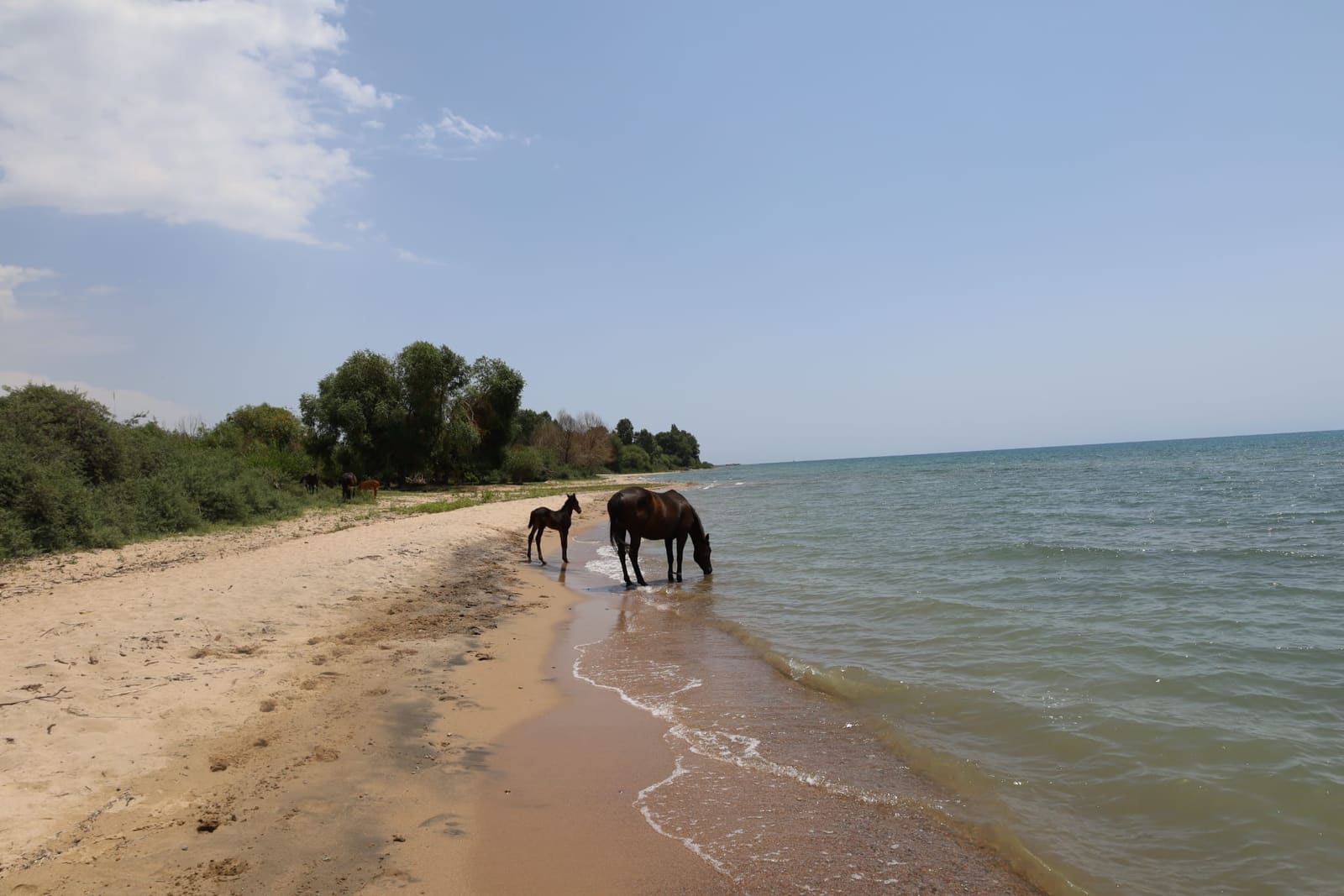 Kůň s hříbětem na písečné pláži jezera Issyk-Kul